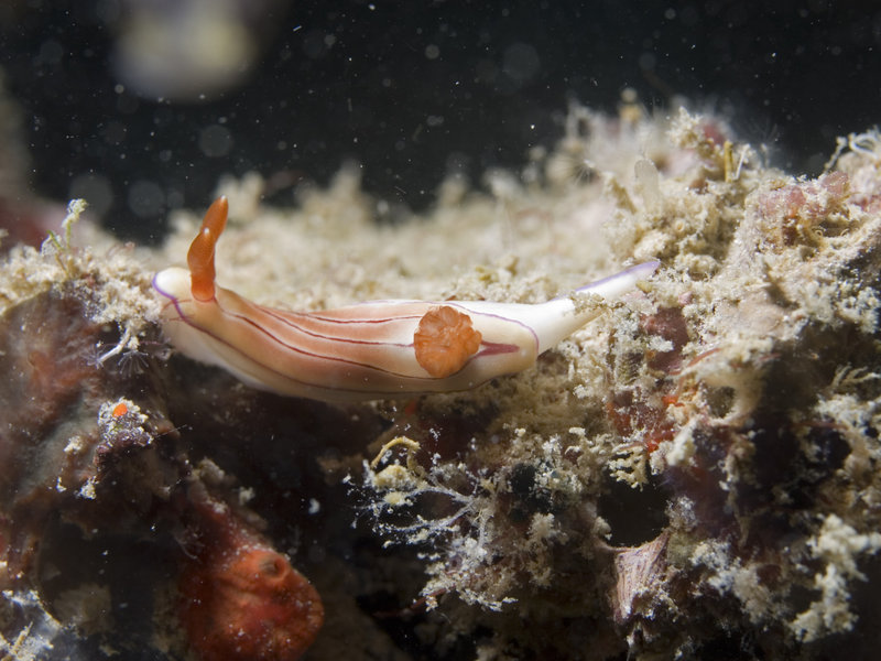 Nudibranch, Mabul, Artificial Reef